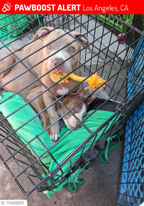 Lost Female Dog last seen Metro Washington station, Los Angeles, CA 90021