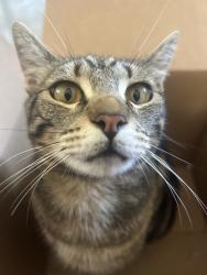 Lost Female Cat last seen Hibiscus, Melissa ct, Vista, CA 92081