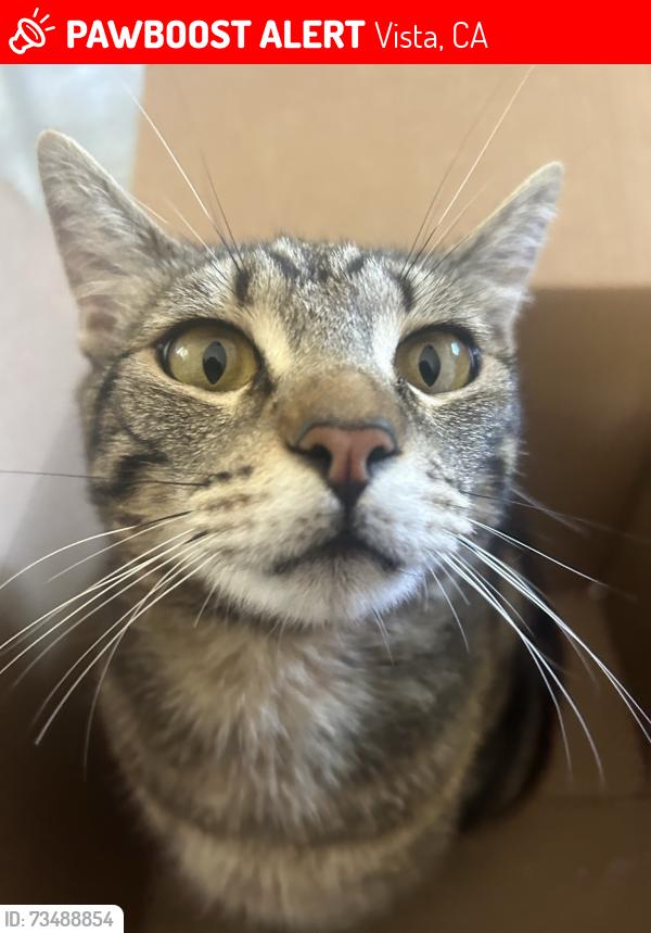 Lost Female Cat last seen Hibiscus, Melissa ct, Vista, CA 92081