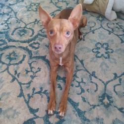 Reunited Male Dog last seen Near Buffalo Dr, Arlington, TX 76013, USA, Arlington, TX 76013