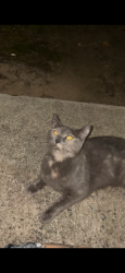 Found/Stray Female Cat last seen Between Robert c Daniel and Washington rd, Augusta, GA 30909