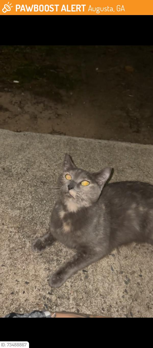 Found/Stray Female Cat last seen Between Robert c Daniel and Washington rd, Augusta, GA 30909