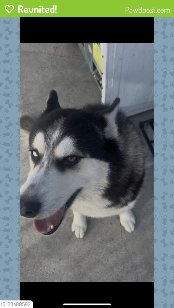Reunited Male Dog last seen near 1st and meyler area, San Pedro, CA 90731