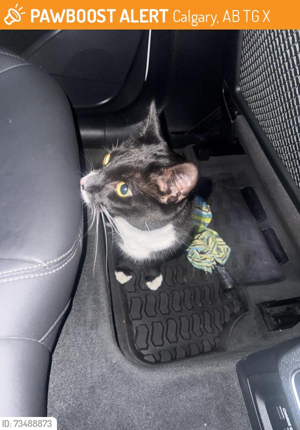 Found/Stray Unknown Cat last seen Superstore country hills, Calgary, AB T3G 2X9