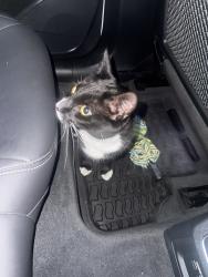 Found/Stray Unknown Cat last seen Superstore country hills, Calgary, AB T3G 2X9