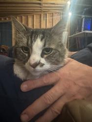 Lost Unknown Cat last seen Hicks ave, dodds circle ,, Los Angeles, CA 90063