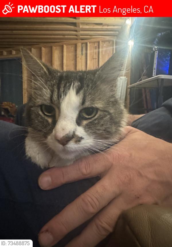 Lost Unknown Cat last seen Hicks ave, dodds circle ,, Los Angeles, CA 90063