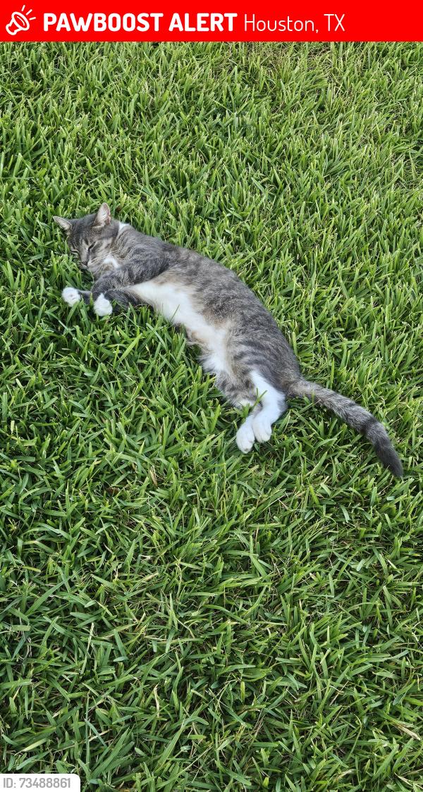 Lost Female Cat last seen Uvalde Rd./ Cimarron St., Houston, TX 77015