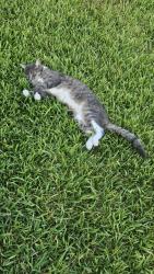 Lost Female Cat last seen Uvalde Rd./ Cimarron St., Houston, TX 77015
