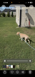 Lost Female Dog last seen Nance road, Sunnyvale, TX 75182