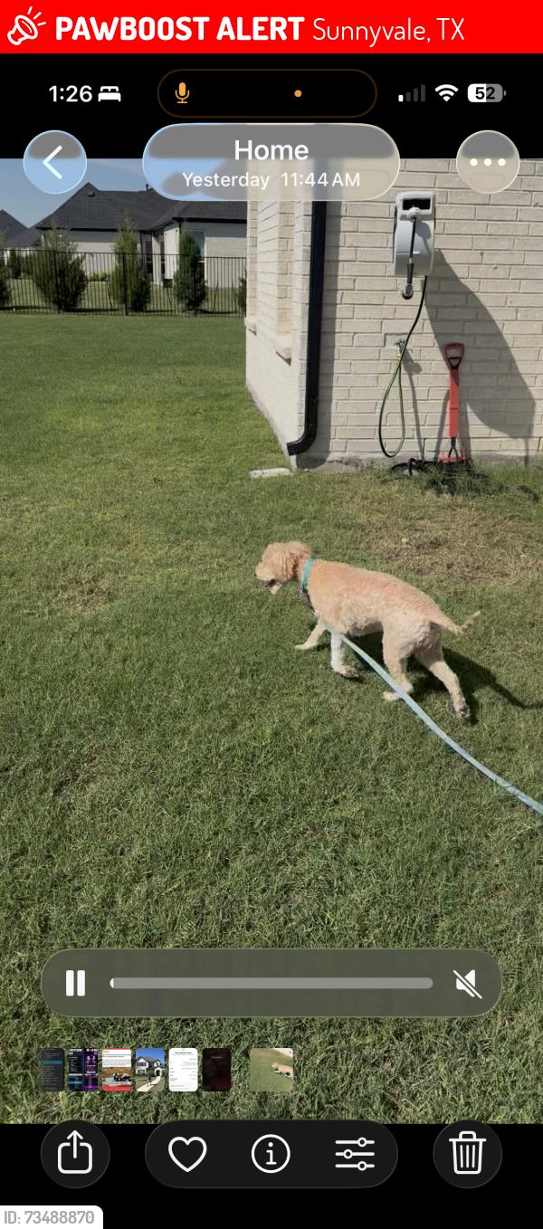Lost Female Dog last seen Nance road, Sunnyvale, TX 75182