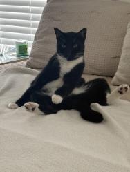 Lost Male Cat last seen Near amber meadow, Westfield, TX 77449