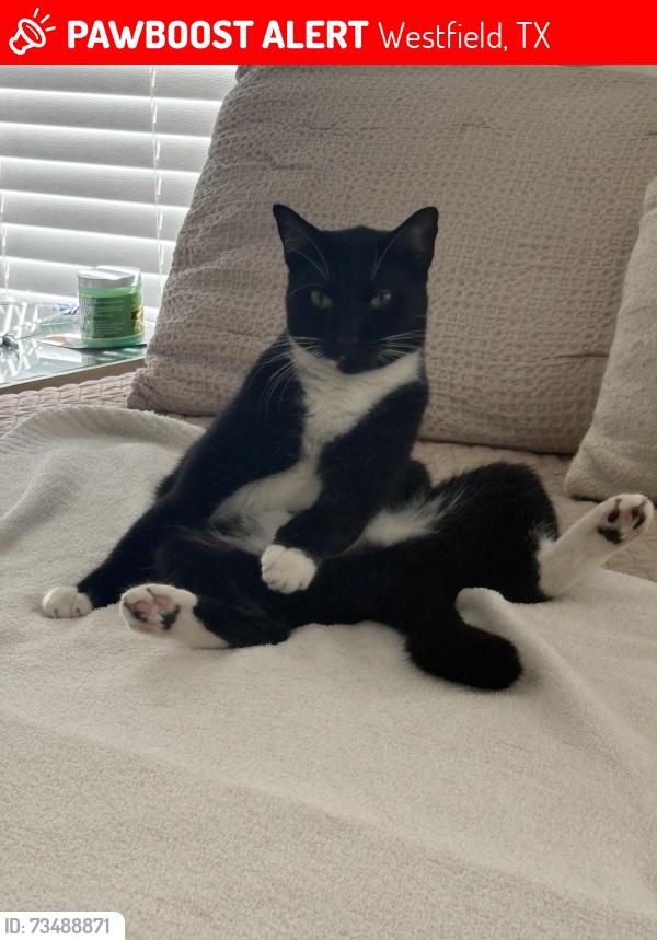 Lost Male Cat last seen Near amber meadow, Westfield, TX 77449