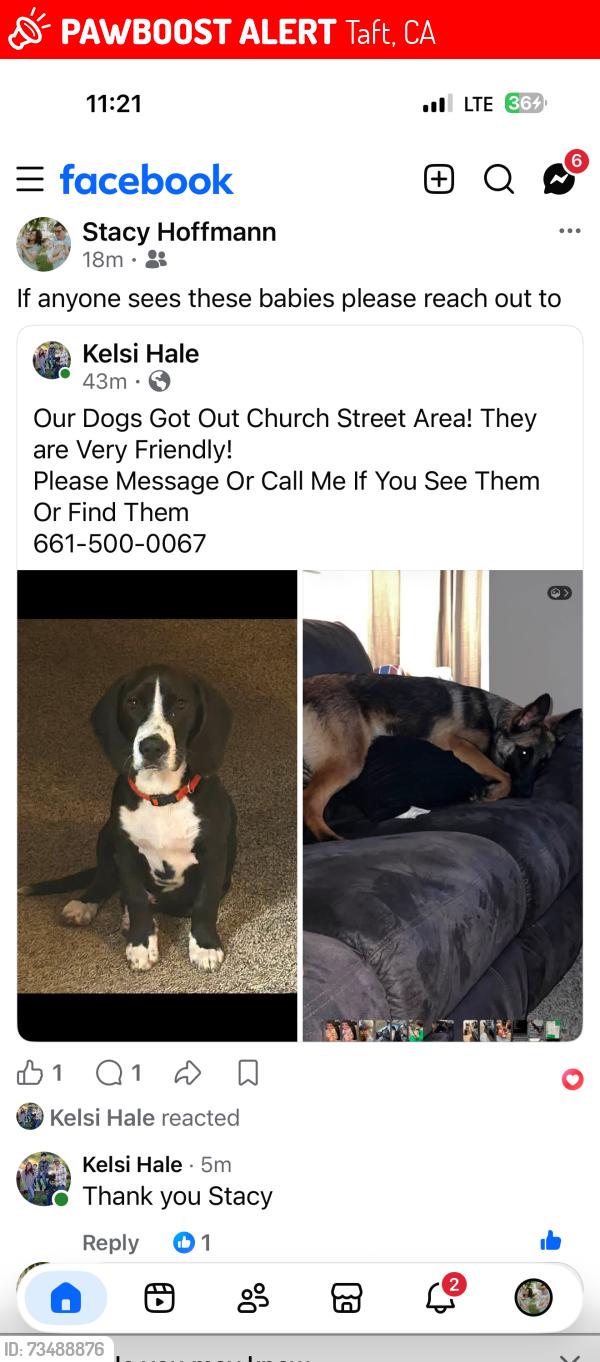 Lost Female Dog last seen Pilgrim, Taft, CA 93268