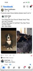 Lost Female Dog last seen Pilgrim, Taft, CA 93268