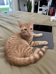 Reunited Male Cat last seen Josephine Street between Monrovia Avenue and Lindbergh Avenue, Lynwood, California, 90262, Lynwood, CA 90262