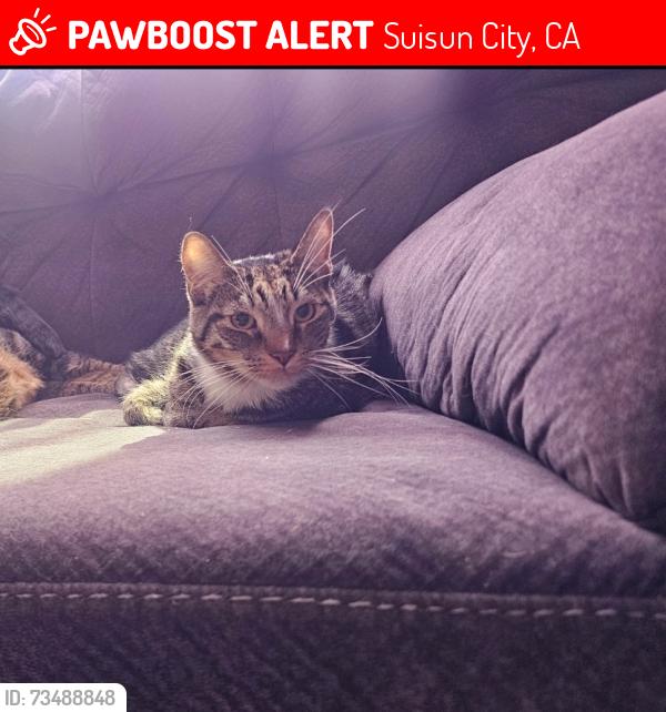 Lost Male Cat last seen N/a, Suisun City, CA 94585