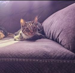 Lost Male Cat last seen N/a, Suisun City, CA 94585