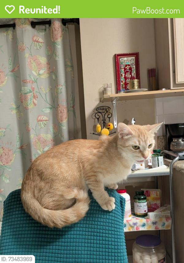 Reunited Female Cat last seen Ben davis, Sachse, TX 75048