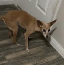 Reunited Unknown Dog last seen Washington and Marion, Las Vegas, NV 89110