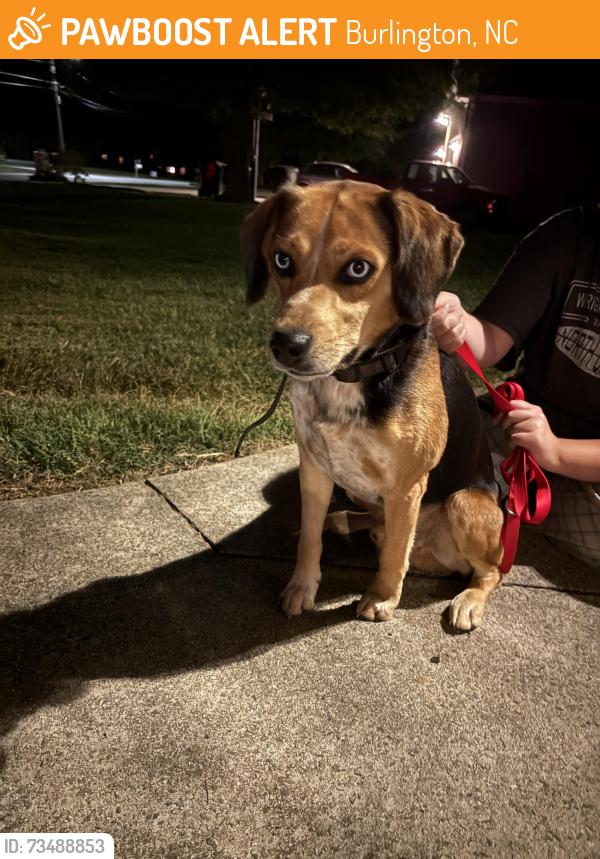 Found/Stray Male Dog last seen S Mebane street, Burlington, NC 27215