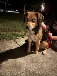 Found/Stray Male Dog last seen S Mebane street, Burlington, NC 27215