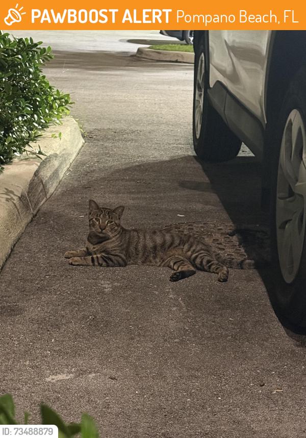 Found/Stray Unknown Cat last seen He hangs out around/ in our apmt parking lot and I’ve seen him a few times the last 2 weeks but I had never seen him before that. Looks like a boy to me, Pompano Beach, FL 33060