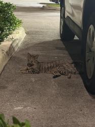 Found/Stray Unknown Cat last seen He hangs out around/ in our apmt parking lot and I’ve seen him a few times the last 2 weeks but I had never seen him before that. Looks like a boy to me, Pompano Beach, FL 33060