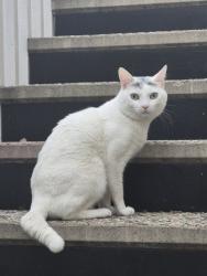 Reunited Male Cat last seen Mulberry and Colima, Whittier, CA 90604