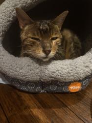 Found/Stray Male Cat last seen In Western Hills Addition, Bedford, IN 47421