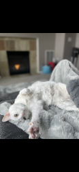 Lost Female Cat last seen Cross streets: S 372nd ST/ 49th AVE S/ 51st AVS S Auburn (Jovita Trout Lake Area), Auburn, WA 98001