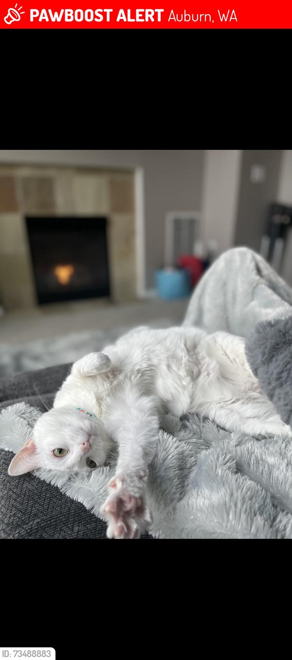 Lost Female Cat last seen Cross streets: S 372nd ST/ 49th AVE S/ 51st AVS S Auburn (Jovita Trout Lake Area), Auburn, WA 98001