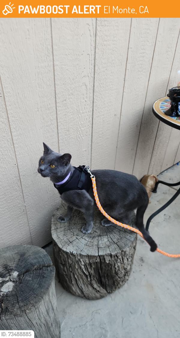 Found/Stray Male Cat last seen Near tyler ave, El Monte, CA 91732