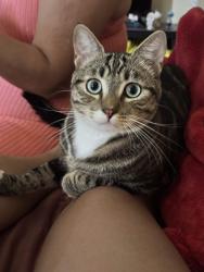 Reunited Male Cat last seen Sleepy Ridge Ln, Victorville, Victorville, CA 92395
