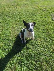 Reunited Female Dog last seen Furnace branch road, Glen Burnie, MD 21061