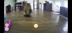 Reunited Female Cat last seen Harley Davidson Blvd, Columbia, TN 38401