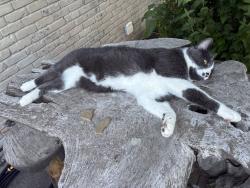 Lost Male Cat last seen Palmer & Canton Center rd, Canton Township, MI 48188