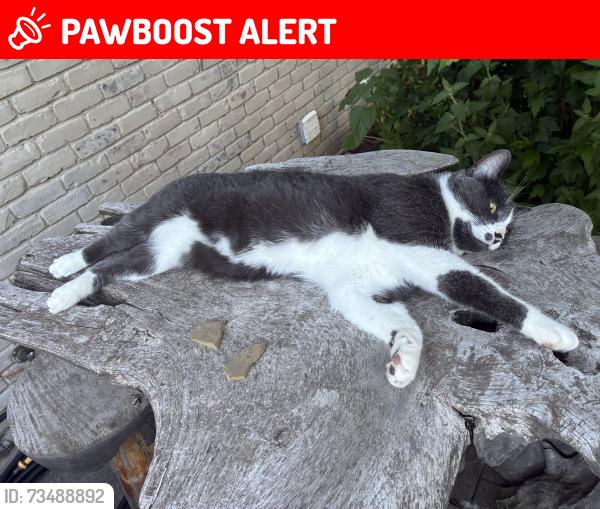 Lost Male Cat last seen Palmer & Canton Center rd, Canton Township, MI 48188