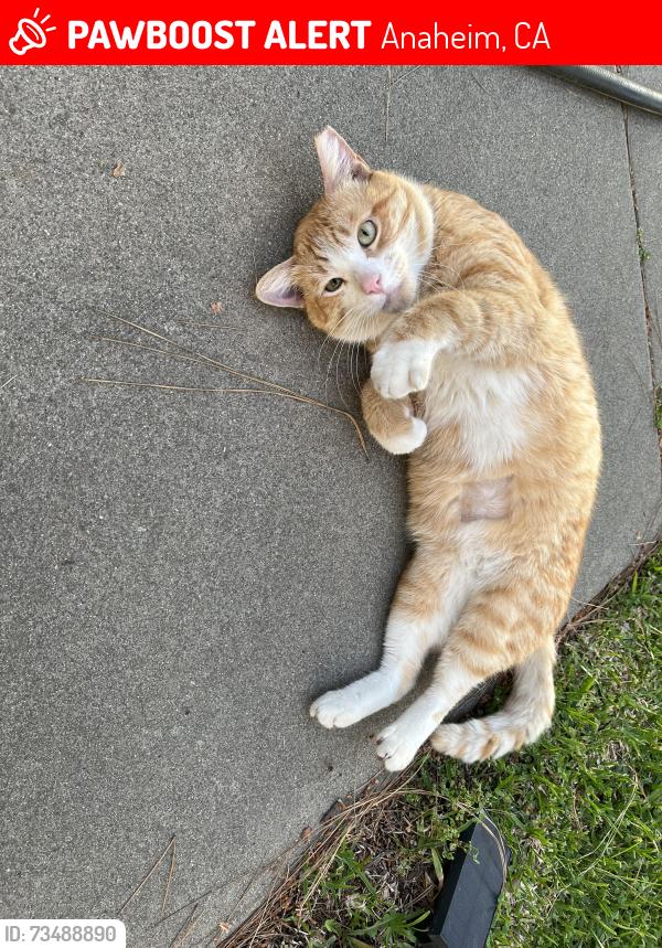 Lost Male Cat last seen Playground Modjeska, Anaheim, Anaheim, CA 92804