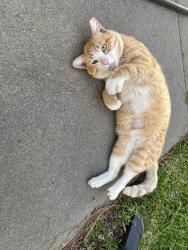 Lost Male Cat last seen Playground Modjeska, Anaheim, Anaheim, CA 92804