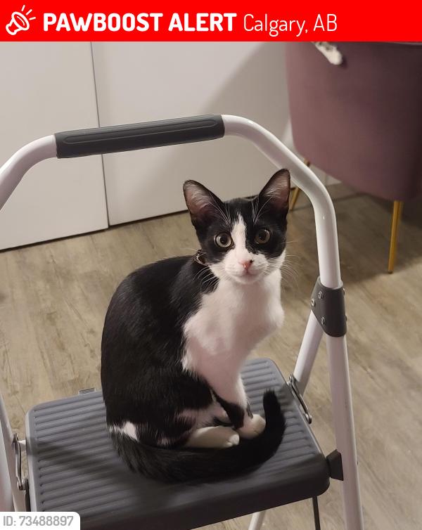 Lost Female Cat last seen Hamptons blvd and country hills blvd, Calgary, AB 