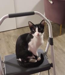 Lost Female Cat last seen Hamptons blvd and country hills blvd, Calgary, AB 