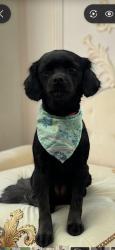 Reunited Female Dog last seen S Broadmoor Ave & W Francisquito Ave, West Covina, CA 91790, USA, West Covina, CA 91790