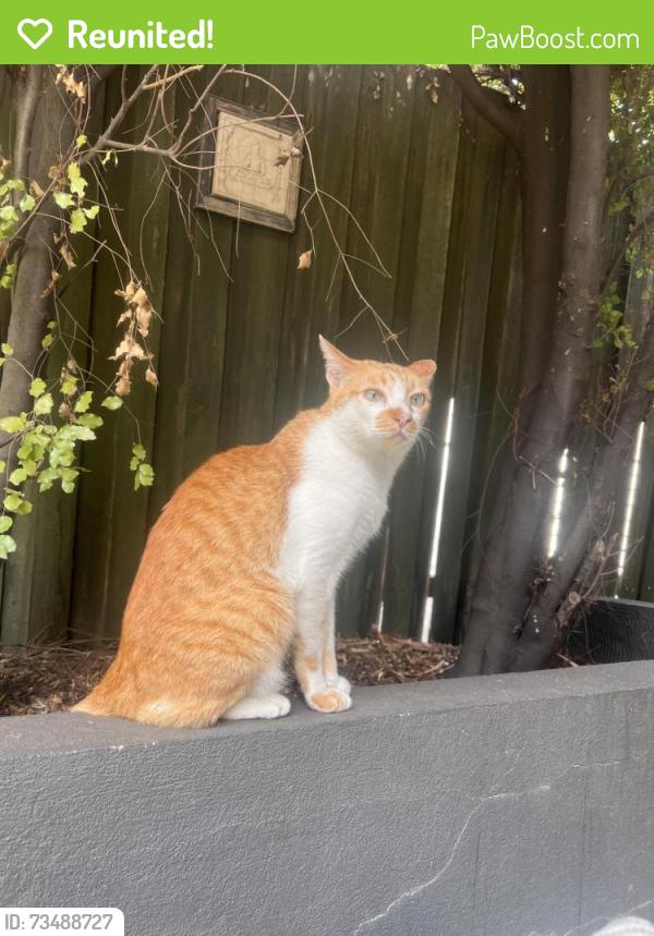 Reunited Male Cat last seen Near the Bunnings on Gaffney Street and Williams Road, Coburg, VIC 3058