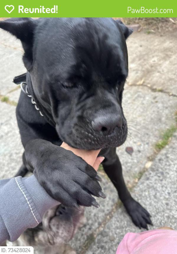 Reunited Female Dog last seen Sperry ave and central ave, Vallejo, CA 94590