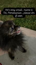 Lost Male Dog last seen Near mayflower ave, Maywood, CA 90270