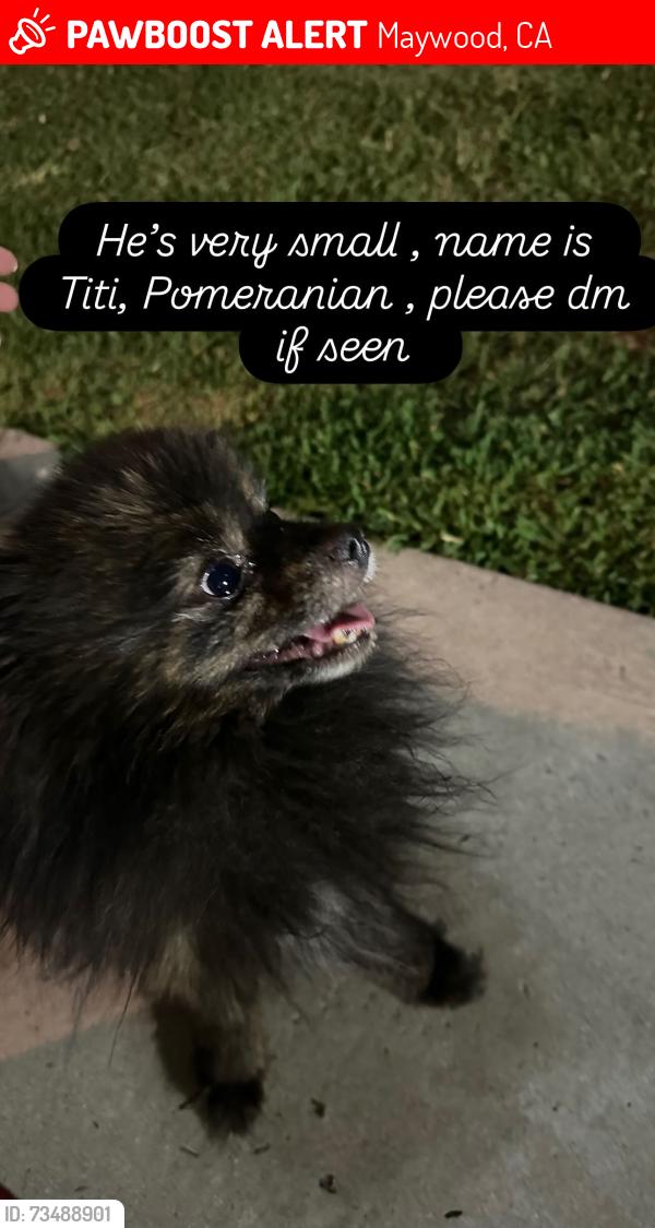 Lost Male Dog last seen Near mayflower ave, Maywood, CA 90270