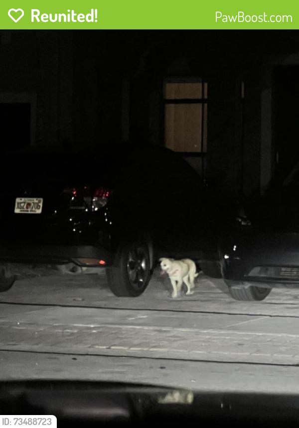Reunited Female Dog last seen In Silver Plams on SW 114th Place between Sw 236th & 238th Street, Homestead, FL 33032