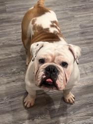 Lost Male Dog last seen Brewster & Sonia Dr, Birmingham, AL 35235