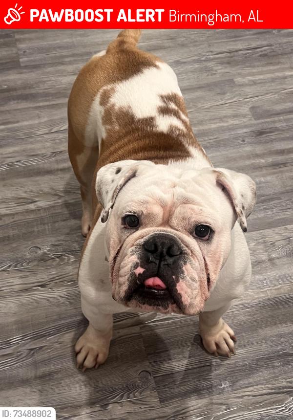 Lost Male Dog last seen Brewster & Sonia Dr, Birmingham, AL 35235